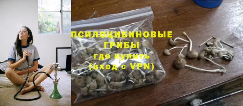 Псилоцибиновые грибы Psilocybe  кракен ССЫЛКА  Хабаровск 